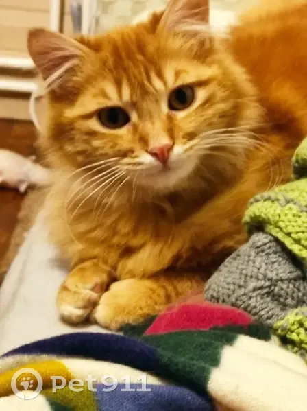 Chat roux perdu, très craintif à Vernon - photo