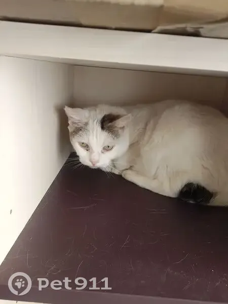 Chatte blanche perdue Rue Mère Thérésa - photo