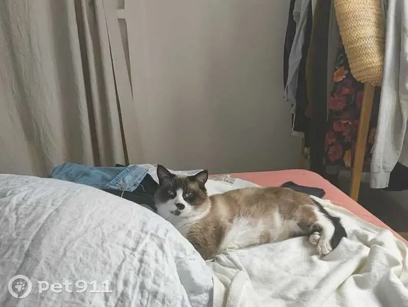 Chat perdu très craintif à Paris 10e - photo