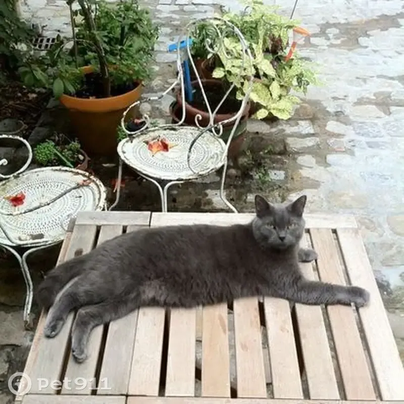 Chat mâle gris 17 ans perdu à Montreuil - photo