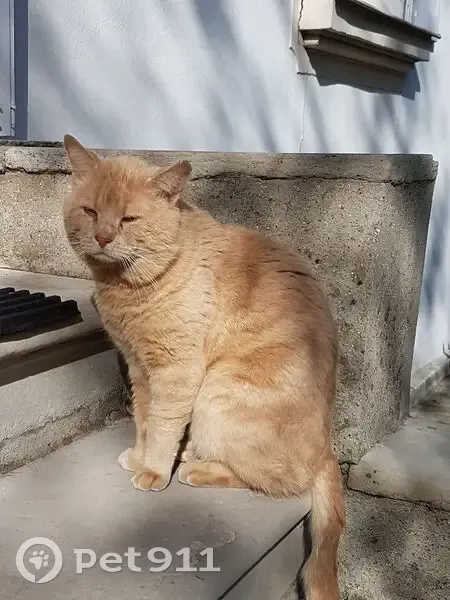 Chat beige perdu à Montreuil, rue Hoche - photo