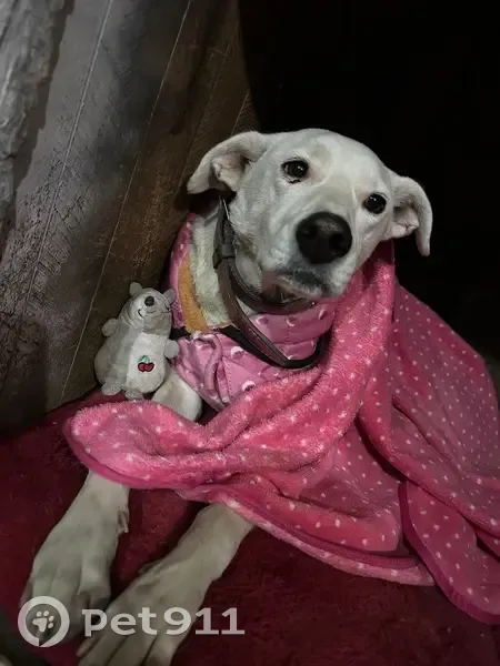 Cachorro perdido Fêmea (brl000744) - photo