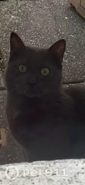 Chat gris trouvé Rue Chanzy, Châlons - photo