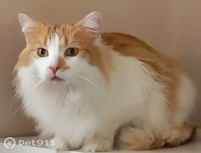 Chat perdu : roux et blanc à Fondettes - photo
