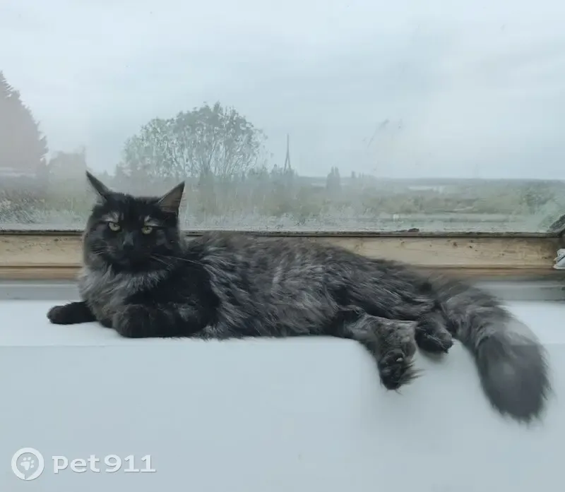 Chatte perdue noir/gris, peureuse, câline - photo