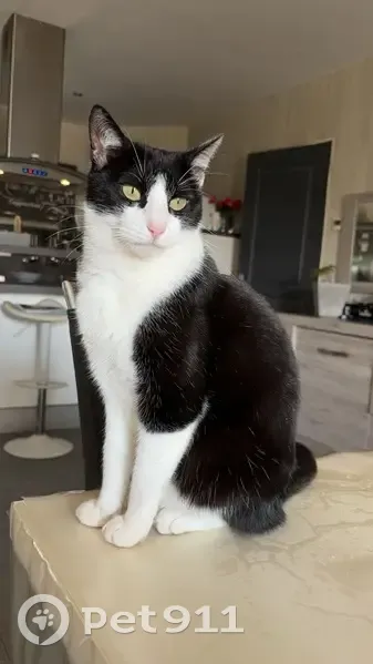 Chat perdu : Babou, peureux, Montoir-de-Bretagne - photo