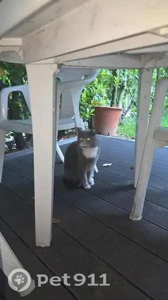 Chat gris trouvé, tache blanche, Nanterre - photo