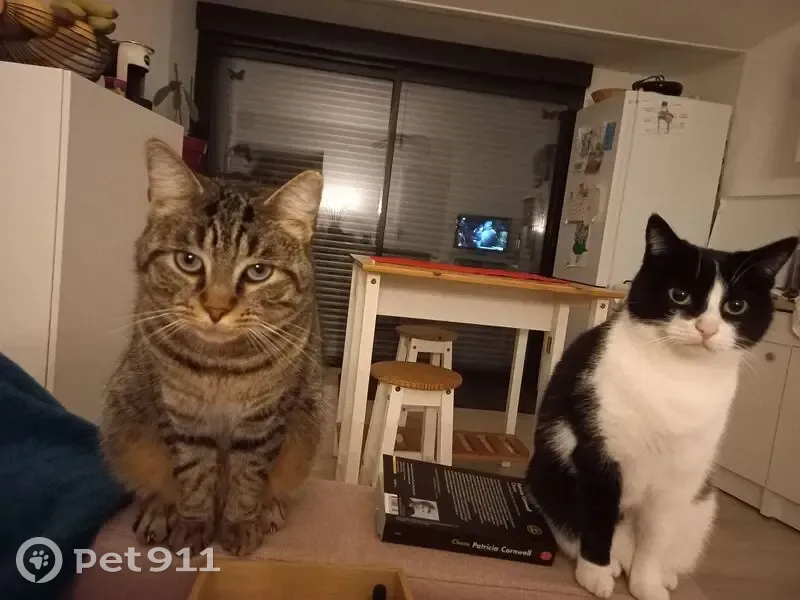 Chat européen perdu à Givrand, oreille fendue - photo