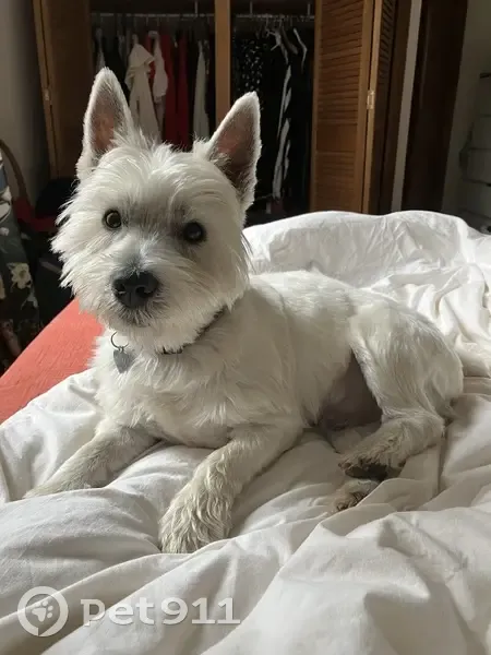 Chien perdu : Tali suivait des promeneurs - photo