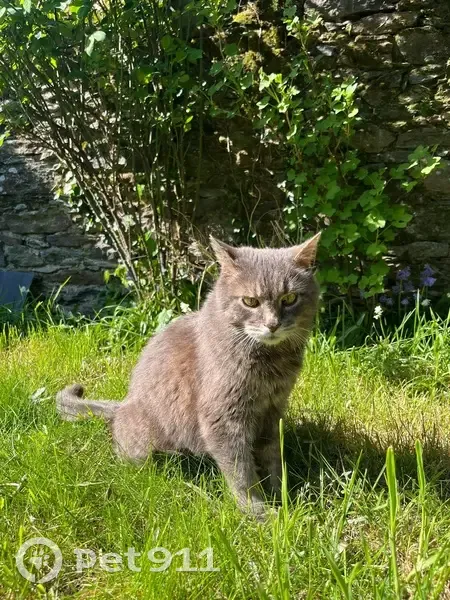 Chat gris perdu, 14 ans, Rue Saulzinière - photo
