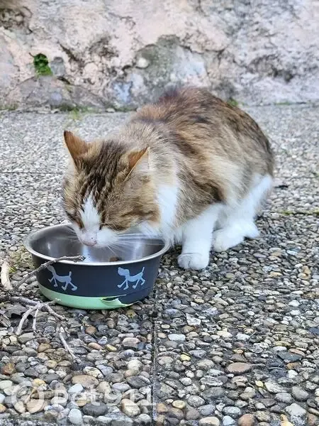 Chat trouvé à Châteauneuf-Grasse - photo