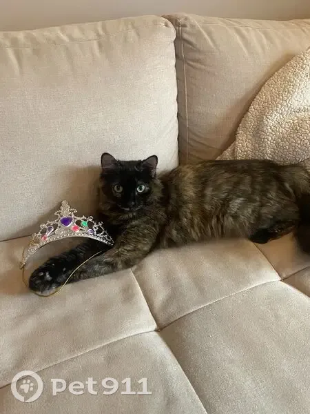 Chatte perdue : Luna, 2 ans, à Bègles - photo