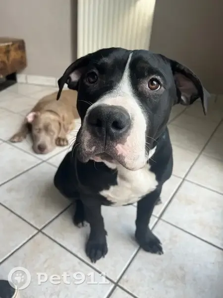 Chien perdu : Chichi, Bully XL peureuse - photo