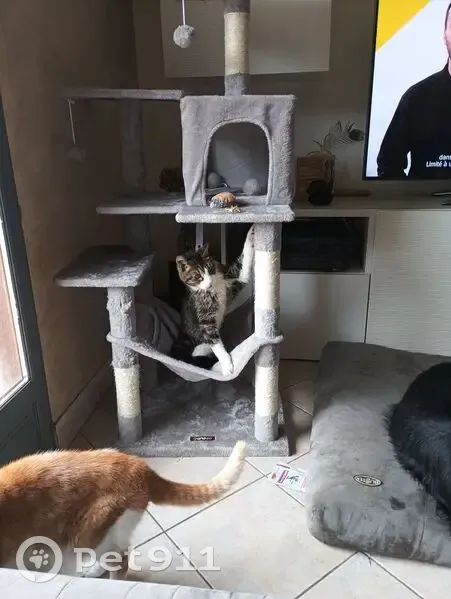 Chat perdu: Papy, 19 ans, rue Molière - photo