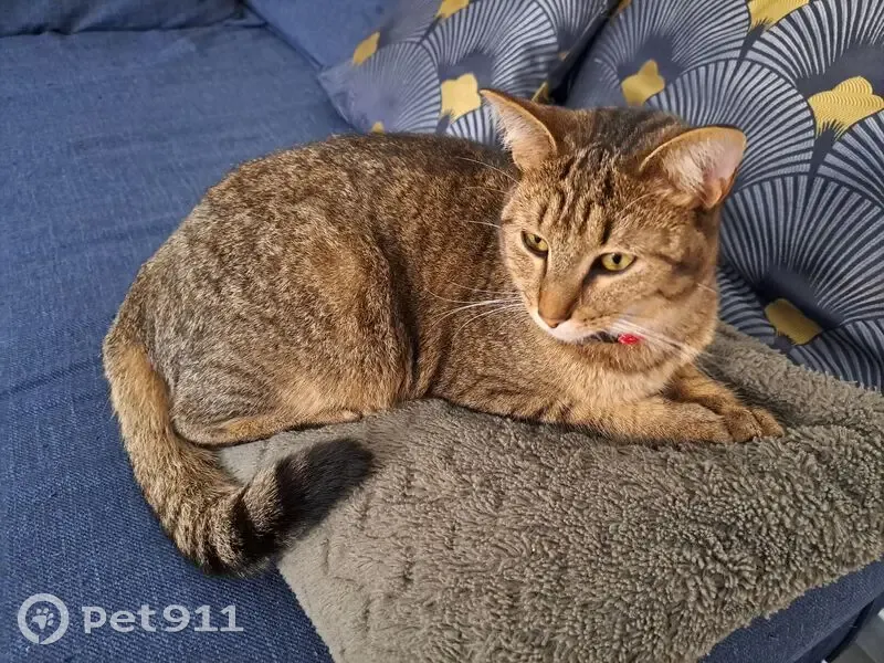 Chat perdu : gris/roux, collier rouge, Le Pellerin - photo