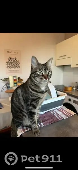 Chatte tigrée perdue à Bordeaux - photo