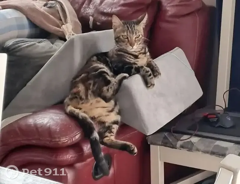 Chatte perdue avec collier, Vauvert - photo
