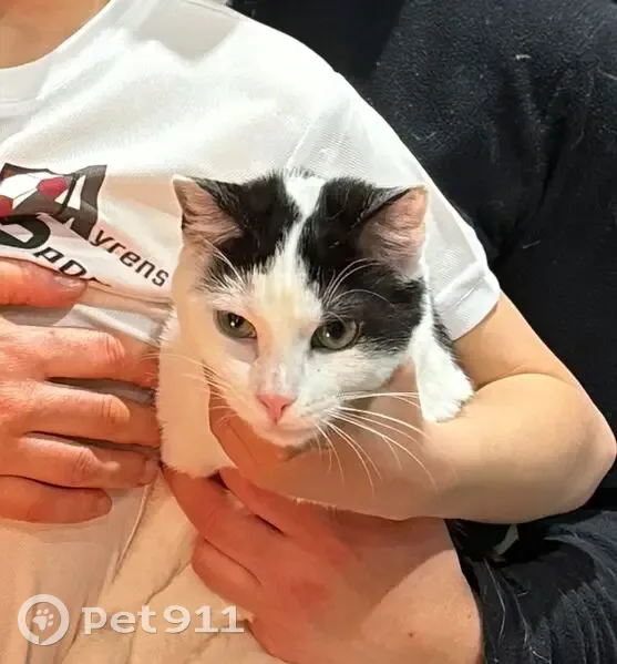 Chat perdu : Oréo noir et blanc à Reilhac - photo