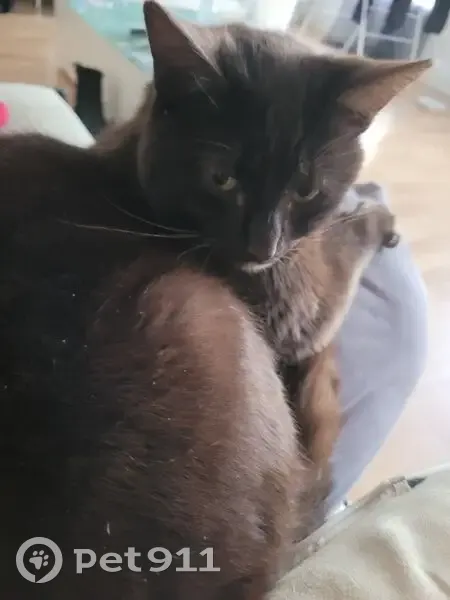 Chat trouvé près d'Auchan Mouvaux - photo