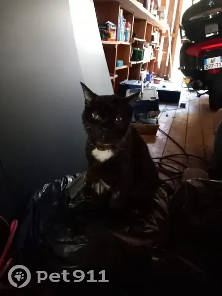 Chat noir blessé trouvé à Chavanod - photo