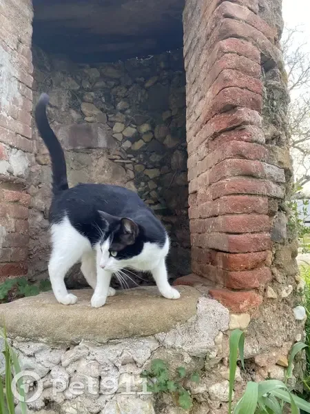 Chatte perdue, craintive, Pierrefeu-du-Var - photo