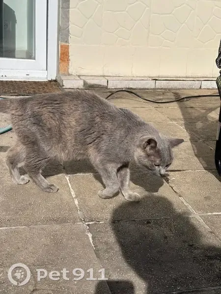 Chatte grise perdue, yeux verts, Armentières - photo
