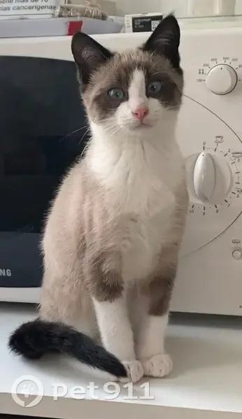 Chatte perdue à Concarneau - photo