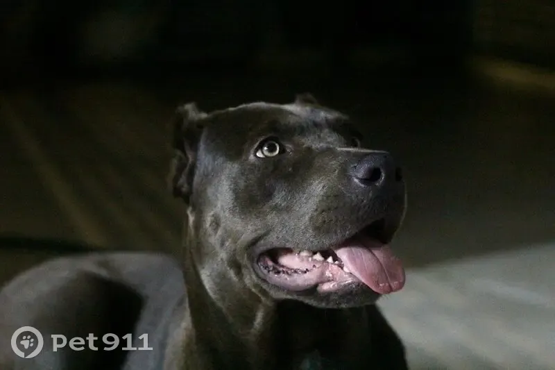 Cachorro perdido Fêmea (brl000757) - photo