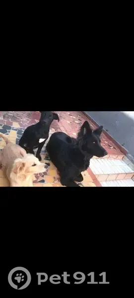 Cachorro perdido (brl000761) - photo