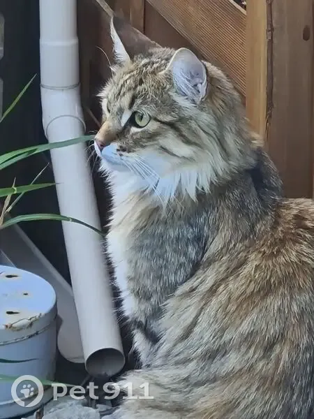 Chat perdu à Issoire : Cosmos/Bibou - photo