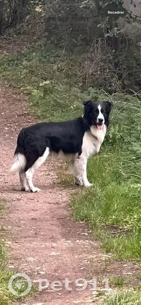 Border Collie 10 ans perdu à Moncel-lès-Lunéville - photo
