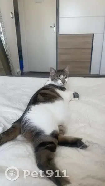 Chatte européenne perdue, Mimi, La Courneuve - photo