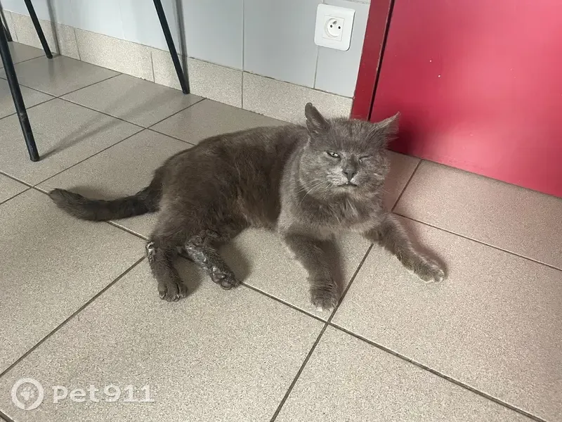 Chat trouvé à Saint-Martin-d'Aubigny - photo