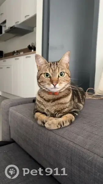 Cannelle, chat tigré perdu à Cannes - photo
