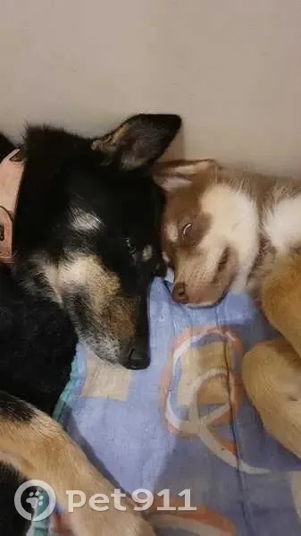 Deux chiennes perdues à Passirac - photo