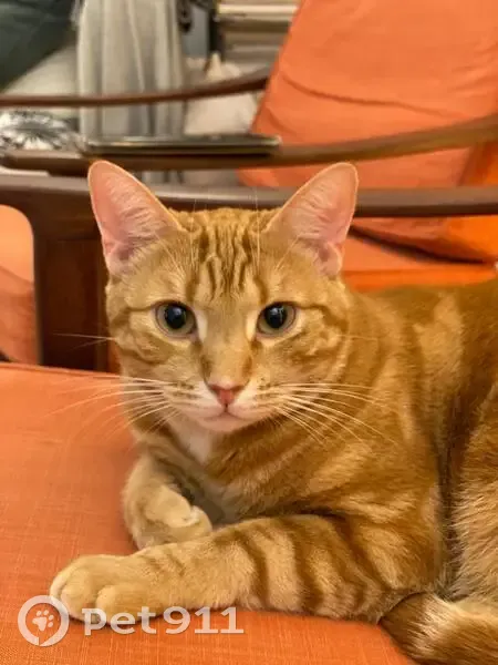 Chat roux perdu rue Sainte-Claire Deville - photo