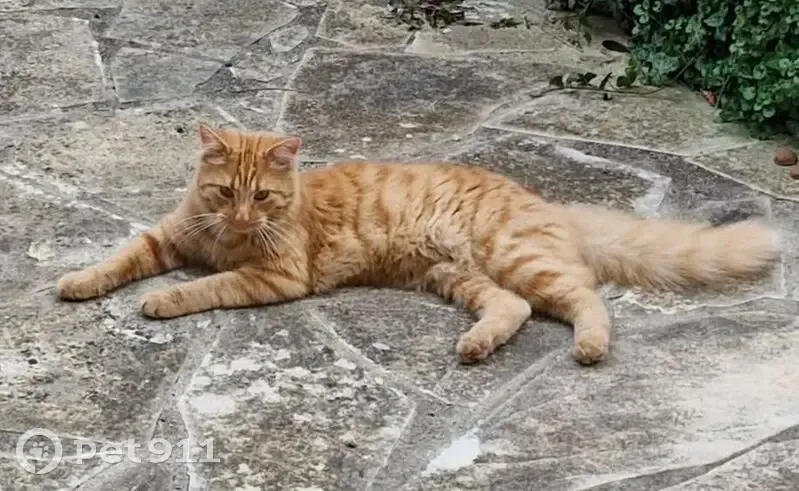 Chat perdu rue de l'Église Saint-Anne - photo