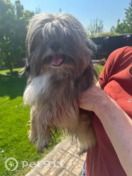 Petit chien trouvé Rue Eugène Gaudefroy - photo