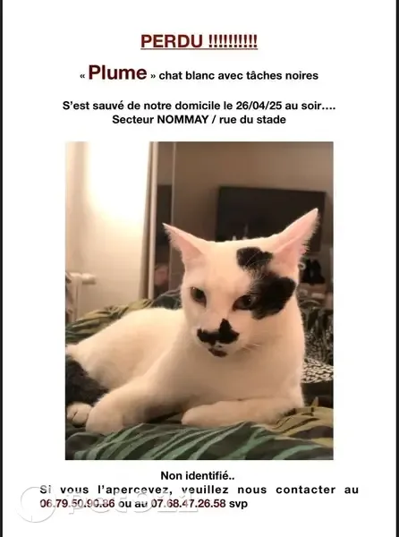 Chat blanc perdu, tache noire, Nommay - photo