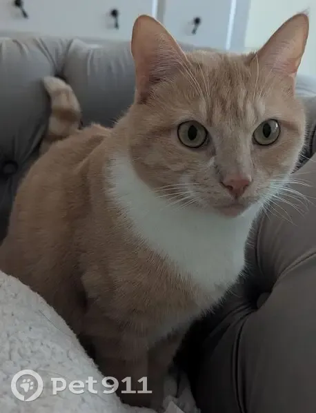 Chat perdu avec collier à Melun - photo