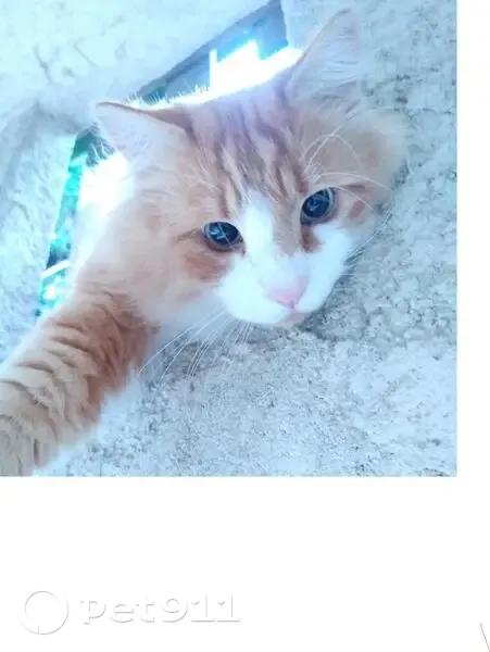 Chat perdu roux/blanc poil long à Tourrette - photo