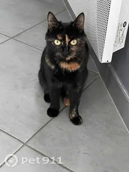 Chatte écaille perdue, Lorry-lès-Metz - photo