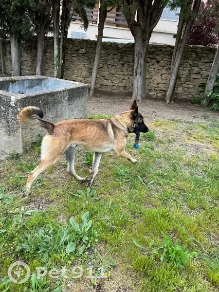 Chien trouvé, Route de Chalabre, Ajac - photo