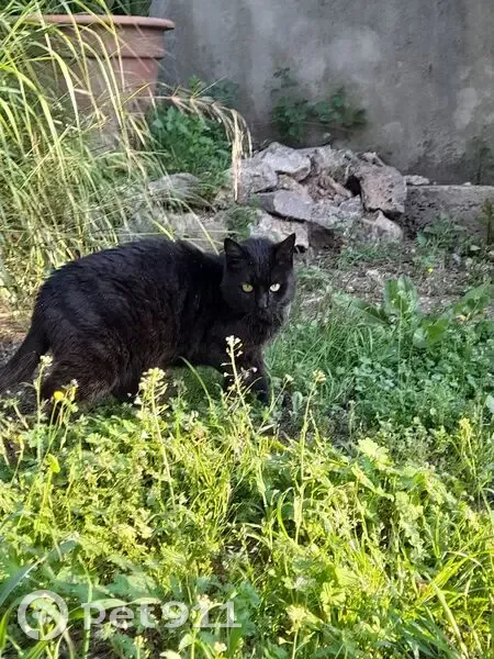 Chatte noire yeux jaunes trouvée à Toulon - photo
