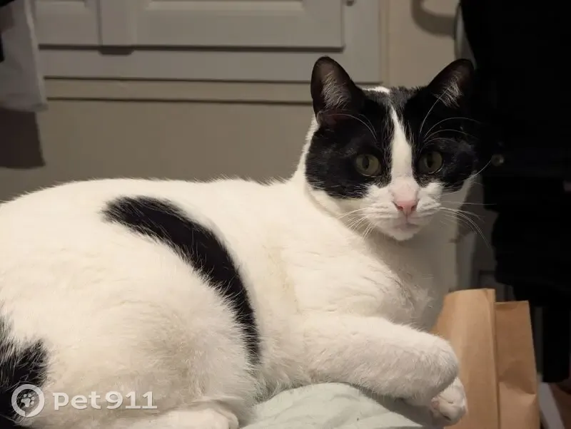 Chatte Européenne noire et blanche perdue - photo