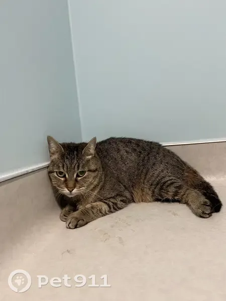Chatte tigrée trouvée à Vaulx-Milieu - photo