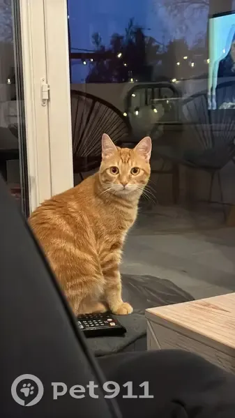 Chat perdu tatoué 