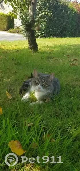 Chatte perdue, 3 ans, La Brousse, Le Mené - photo