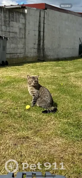 Chat tigré perdu à Nœux-les-Mines - photo