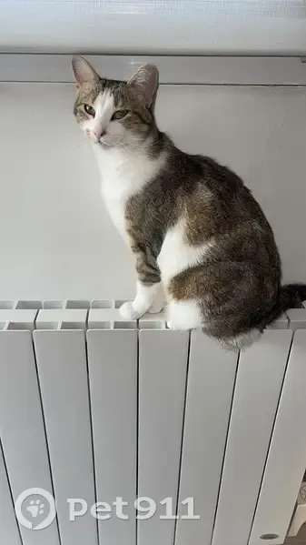 Chatte perdue : Ficelle, Trith-Saint-Léger - photo